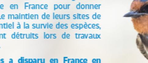 Protection des hirondelles et comptage des nids