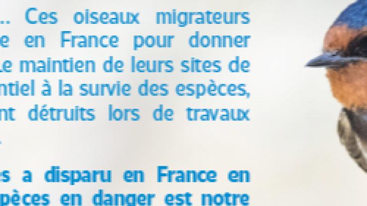 Protection des hirondelles et comptage des nids