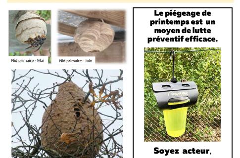 Événement : Réunion d'information - Les frelons asiatiques